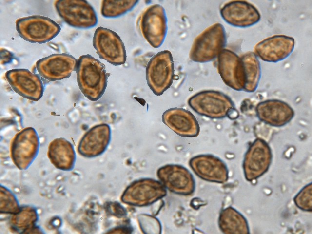 Cortinarius glaucopus ?